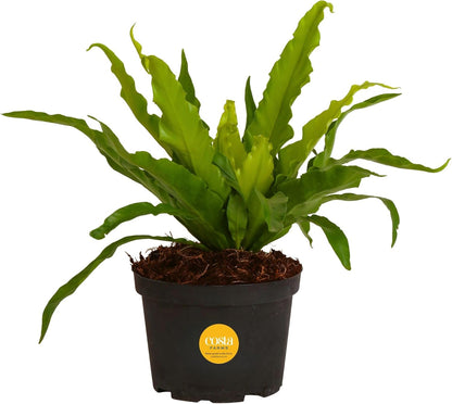 Costa Farms Bird's Nest Fern Live Plant in Plastic Pot, Air Purifying Indoor Houseplant, Perfect for Home, Room, or Office Decor, Great House Warming or Birthday Gift, 12-18 Inches Tall