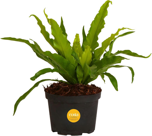 Costa Farms Bird's Nest Fern Live Plant in Plastic Pot, Air Purifying Indoor Houseplant, Perfect for Home, Room, or Office Decor, Great House Warming or Birthday Gift, 12-18 Inches Tall