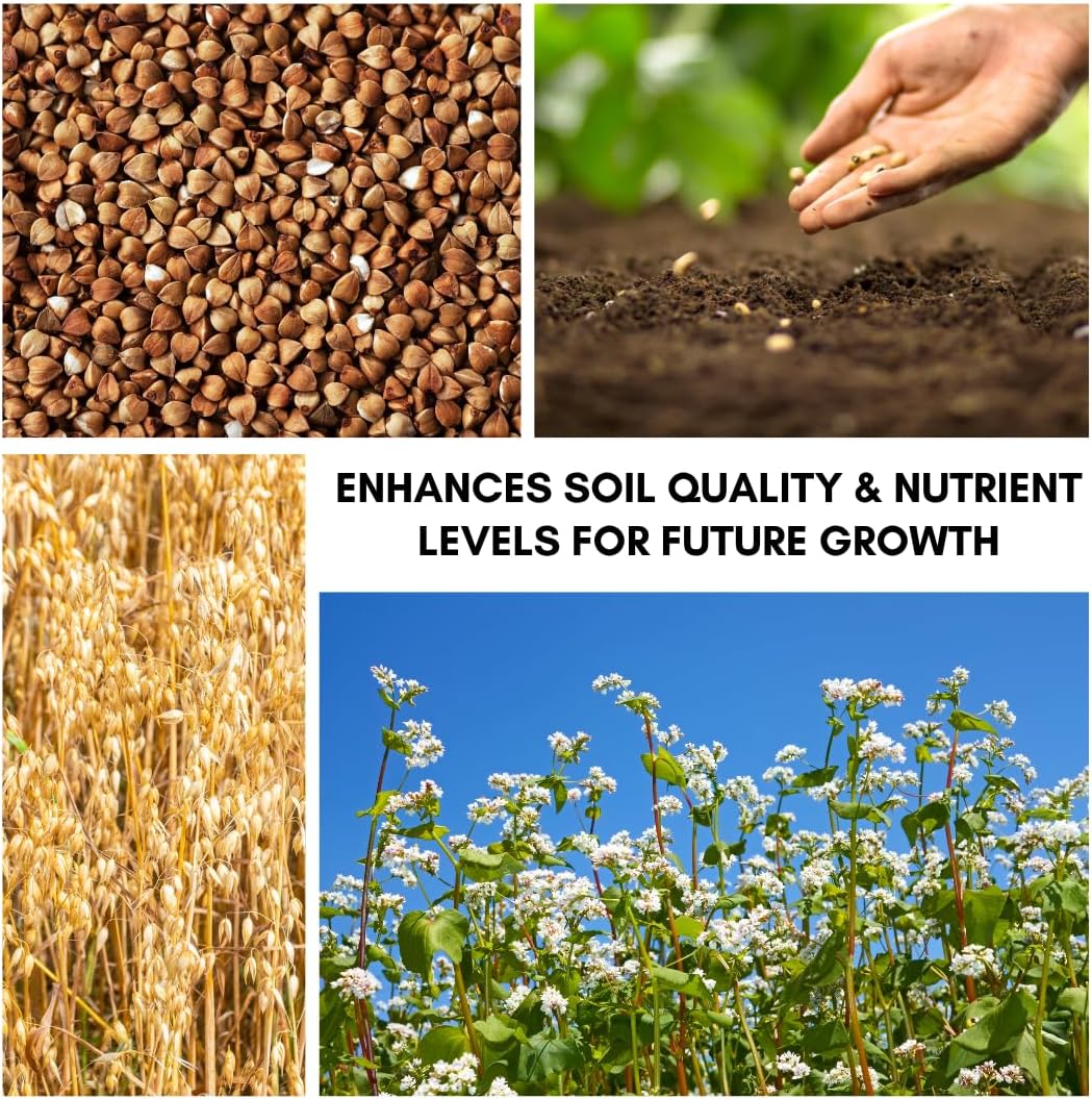 Buckwheat Seeds for Planting - Cover Crop, Grain, Bee Pasture, Pollinator, Wildlife Seed (50 Pounds)