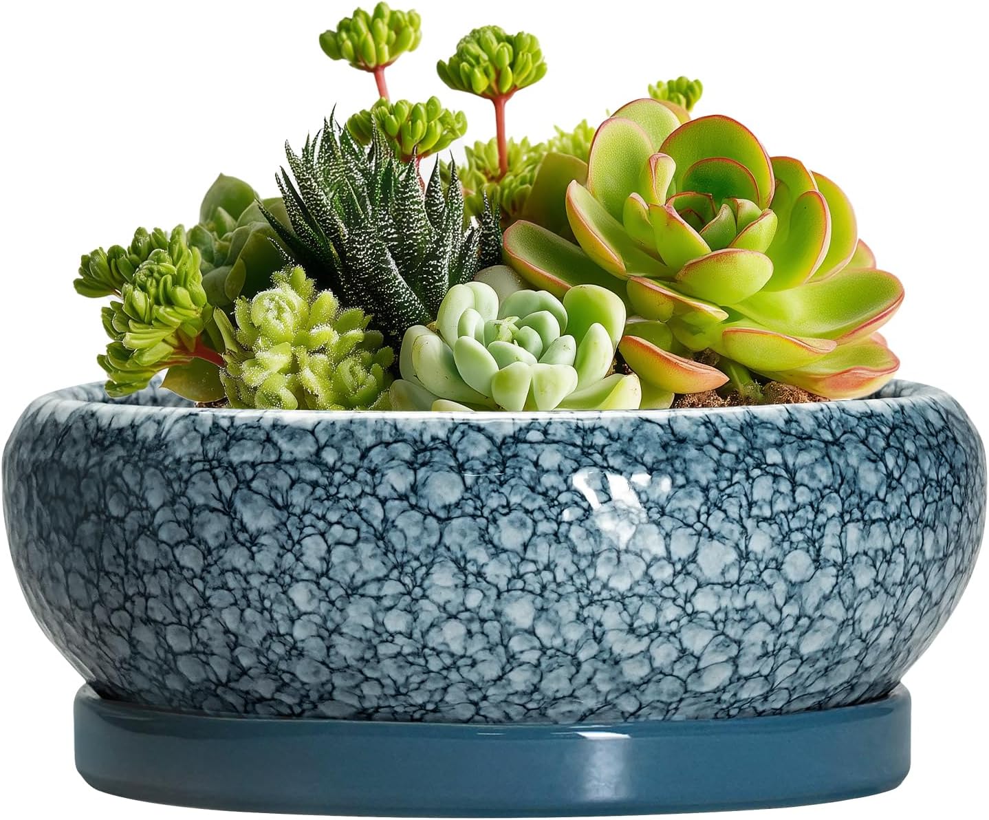 Succulent Pots 6 Inch - Ceramic Bonsai Pots with Drainage Hole and Saucer, Shallow Planters for Indoor Outdoor, Small Bonsai Pot, Round Planter Bowl, Porch Room Decor, Plant Lover Gift, Blue