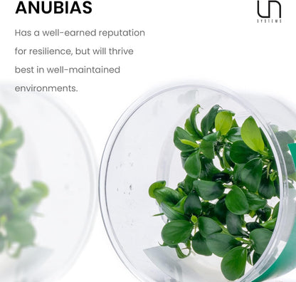 UNS Snail Free TC Anubias Nana Golden (Anubias barteri VAR. Nana) – Low Light, Golden Green Color, Foreground to Midground Tank Placement, Rhizome Growth, Tissue Culture - 1 Pack