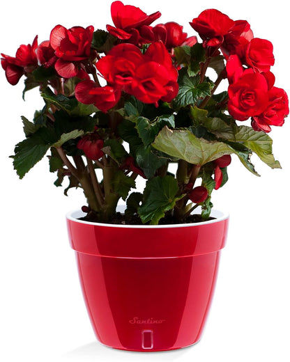 Santino ASTI 10.6 Inch Self Watering Planter RED-Pearl/White for Indoor Plants - Premium Quality Modern Plastic Pot w/Water Level Indicator for All House Herbs, Plants, African Violets and Dahlias