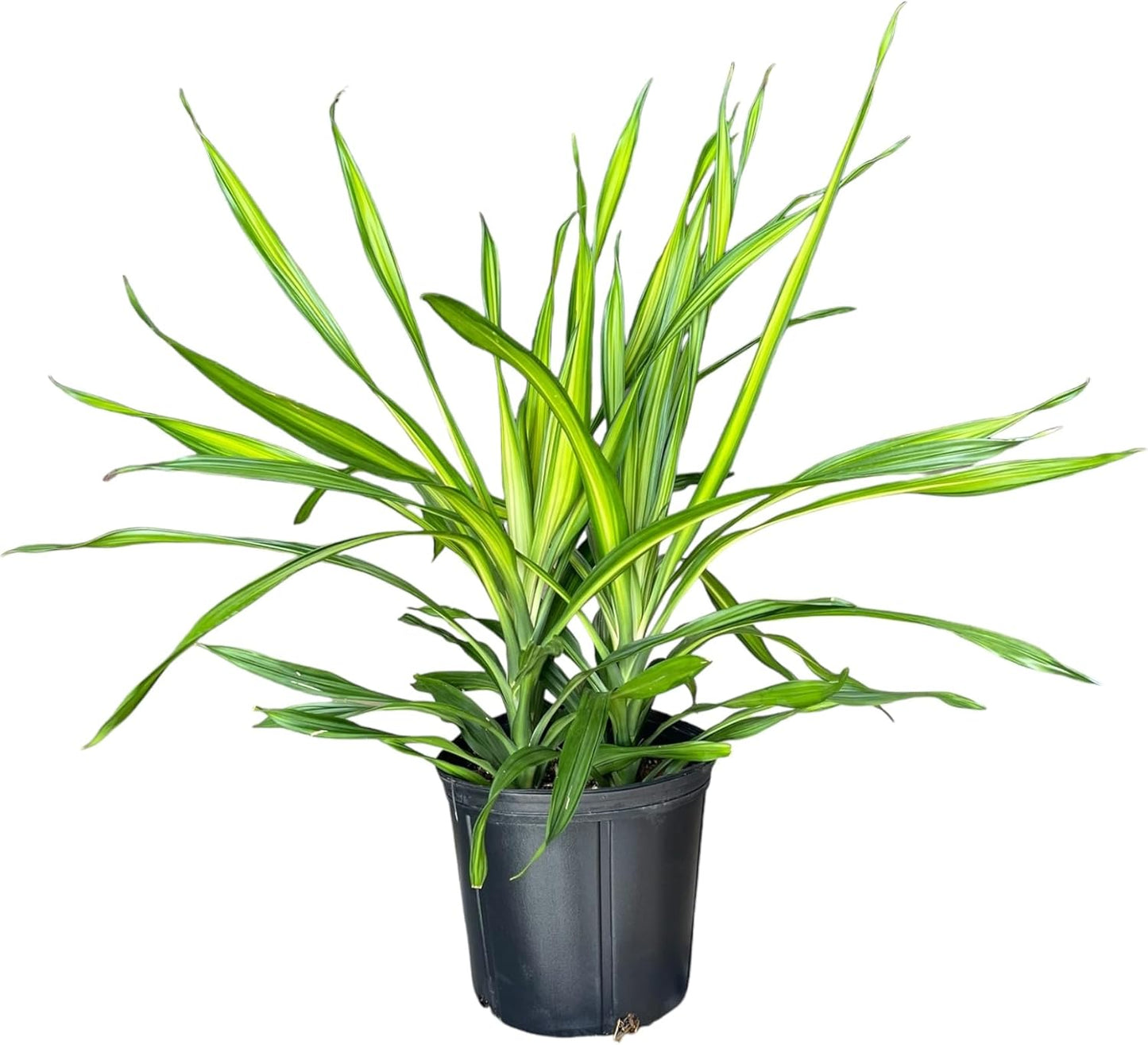 Dracaena Rikki – Live Tropical Plant in 10-Inch Grower Pot | Indoor & Outdoor Use