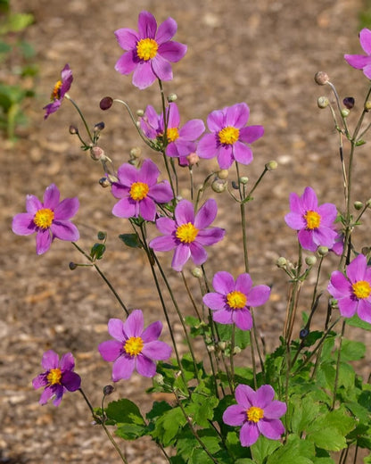 Perennial Farm Anemone x Hybrida 'Pamina' – Live Windflower in #1 Container, Semi-Double Deep Rose-Pink Blooms, Long Blooming, Deer Resistant, Perfect for Borders, Shade & Pollinator Gardens