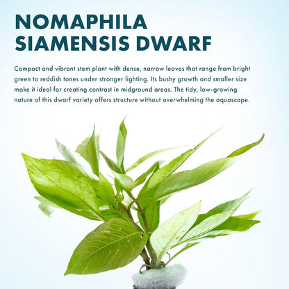 SubstrateSource Dwarf Hygrophila Corymbosa Siamensis Live Aquarium Plant - Freshwater Fish Tank Decorations and Natural Aquatic Decor (1)
