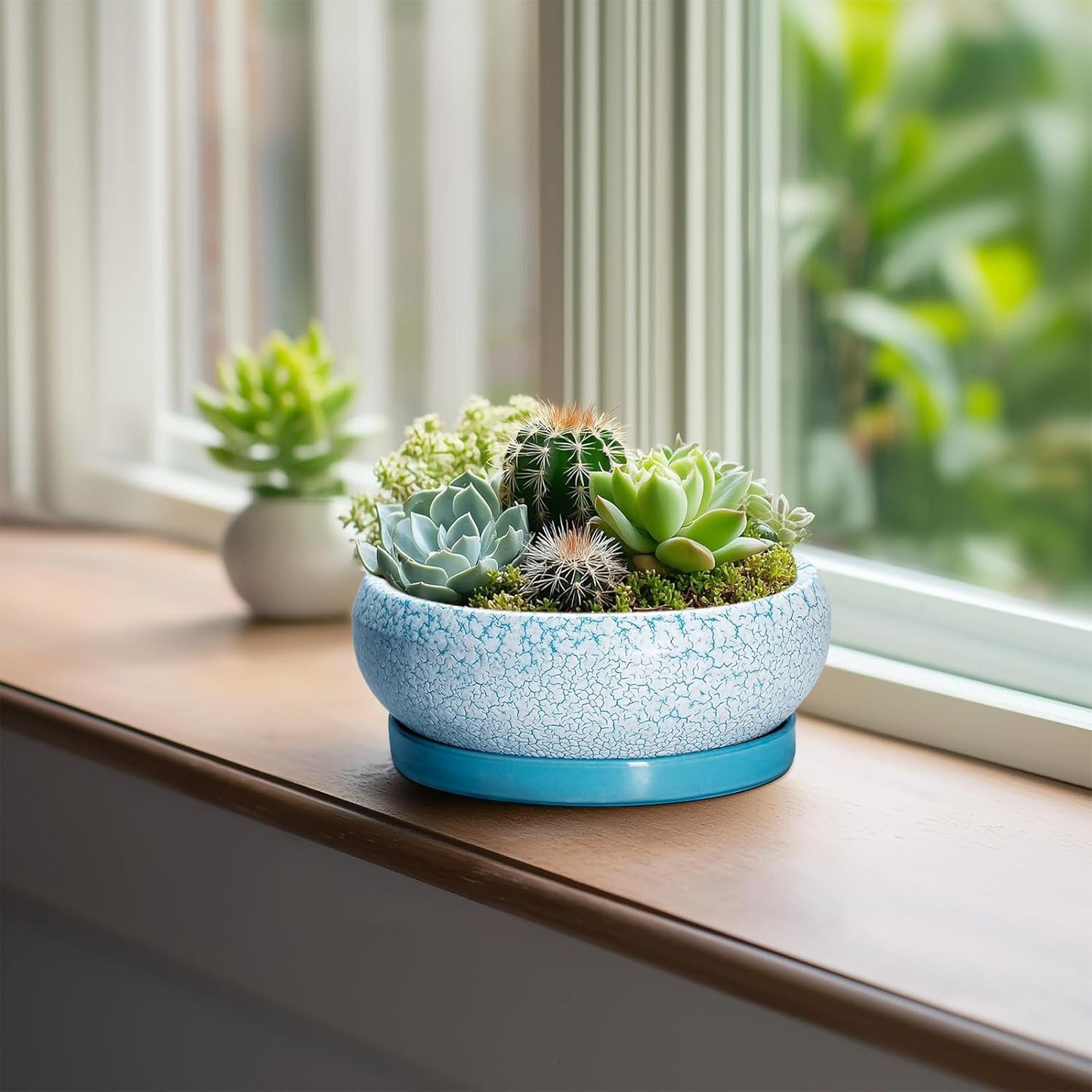 Bonsai Pots Small - 6 Inch Succulent Pots with Drainage Hole and Saucer, Succulent Planters for Indoor Outdoor, Shallow Plant Pot, Round Bonsai Planter, Office Decor, Plant Lover Gifts, Blue