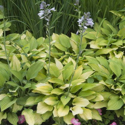 2pk White Feather Hosta Bare Roots - Perennial Cream & Green Foliage, Low-Maintenance Plant