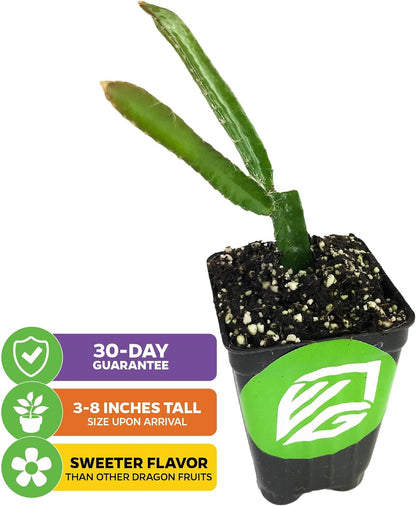 Yellow Dragon Fruit Cactus Live Plant - Selenicereus megalanthus - Wellspring Gardens Starter Plant - Perfect Addition for Home & Garden, Easy to Grow - Ideal for Fruit Plant Enthusiasts