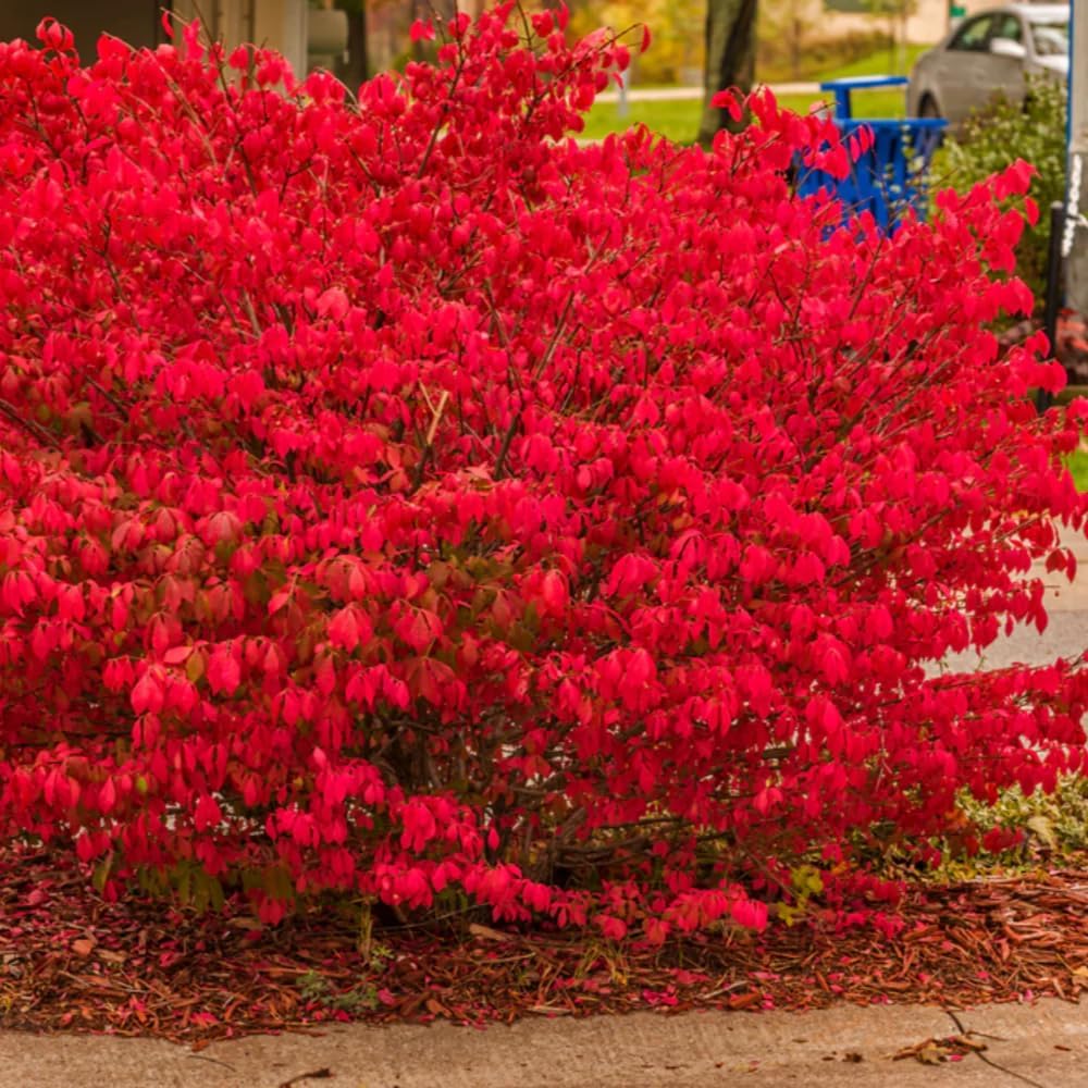 Burning Bush Shrub, Dwarf Burning Bush Live Plant in 4 Inch Pot, Red Shrub No Shipping to N.Y. CA, or MA, ME, VT, NH, NY