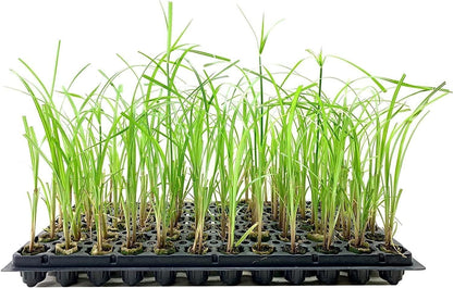Giant Egyptian Papyrus | 3 Live Plants | Cyperus Large Shade & Wet Tolerant Aquatic Foliage