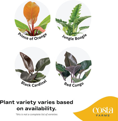 Costa Farms Philodendron Live Plant in Decorative Pot, Large Air Purifying Indoor Houseplant, Assorted Variety, Home, Room, or Office Decor, Great House Warming or Birthday Gift, 2-3 Feet Tall