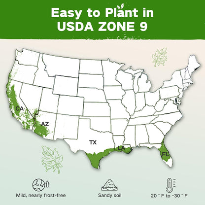 Lush&Dew Year-Round USDA Zone 9 Seed Bank, Gift for Mom Dad, 32 Varieties Non-GMO Heirloom Seeds of Vegetables Herbs, Gardening Gifts for Women Men, Survival Kit for Raised Garden Bed, Greenhouse