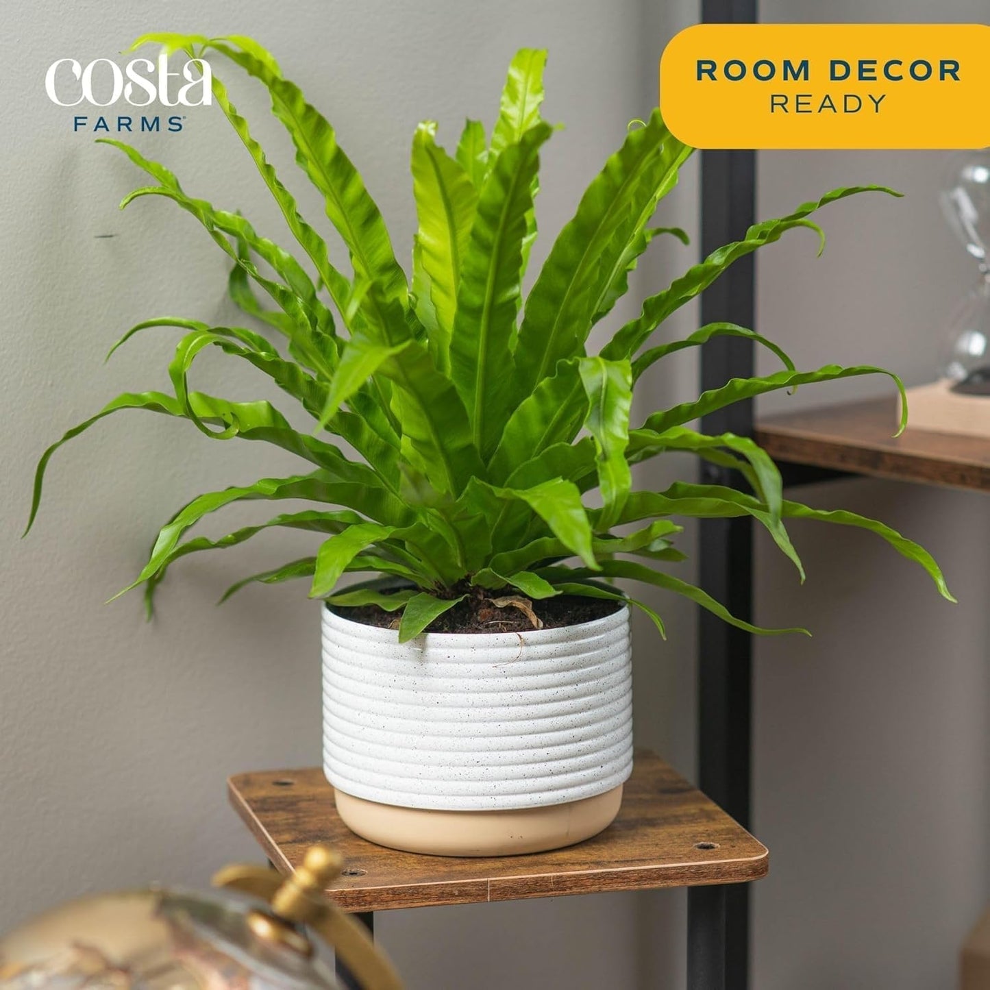 Costa Farms Bird's Nest Fern Live Plant in Decorative Pot, Air Purifying Indoor Houseplant, Perfect for Home, Room, or Office Decor, Great House Warming or Birthday Gift, 12-18 Inches Tall