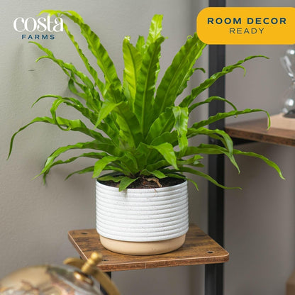 Costa Farms Bird's Nest Fern Live Plant in Plastic Pot, Air Purifying Indoor Houseplant, Perfect for Home, Room, or Office Decor, Great House Warming or Birthday Gift, 12-18 Inches Tall