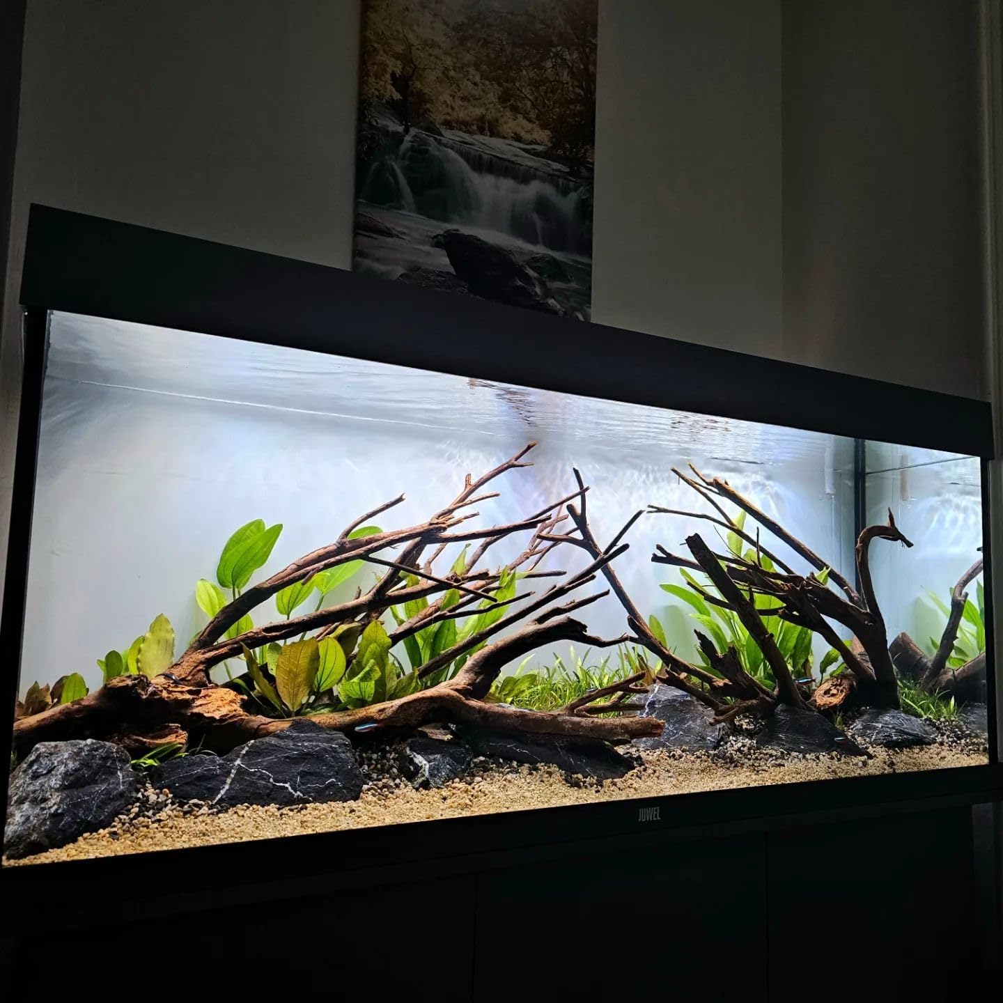 SubstrateSource Amazon Sword Echinodorus Bleheri Live Plant for Freshwater Aquariums, Natural Fish Tank Decorations, and Aquatic Decor (3 Pots (6-9 Plants))
