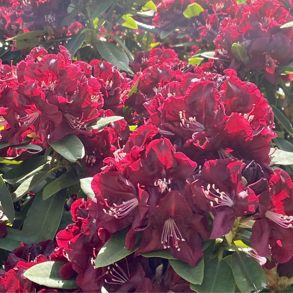 Rhododendrons Plant Live, Burgundy Rhododendron Shrub, Large Flowering Tree 1 Gallon Potted for Gardening