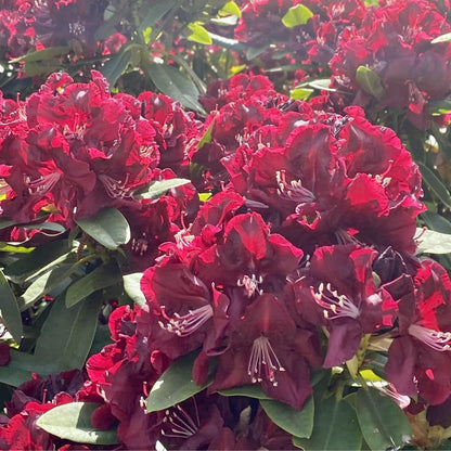 Rhododendrons Plant Live, Burgundy Rhododendron Shrub, Large Flowering Tree 1 Gallon Potted for Gardening