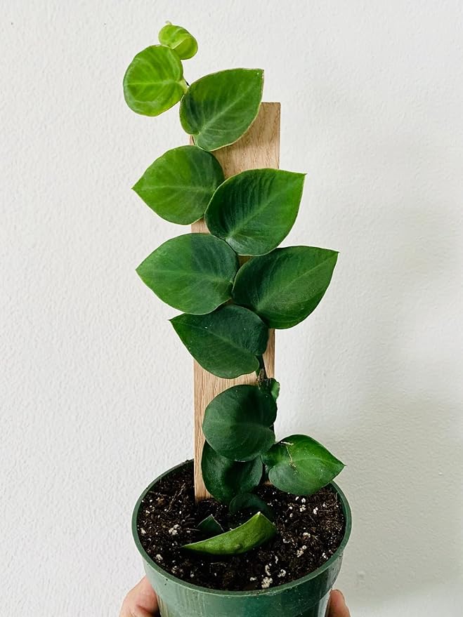 Premium Shingle Plant Potting Mix - Expertly Crafted for Healthy Growth - 1 Quart