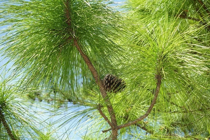 Slash Pine Tree | 10 Live Plants | Pinus Elliottii | Fast Growing Stately Shade Tree