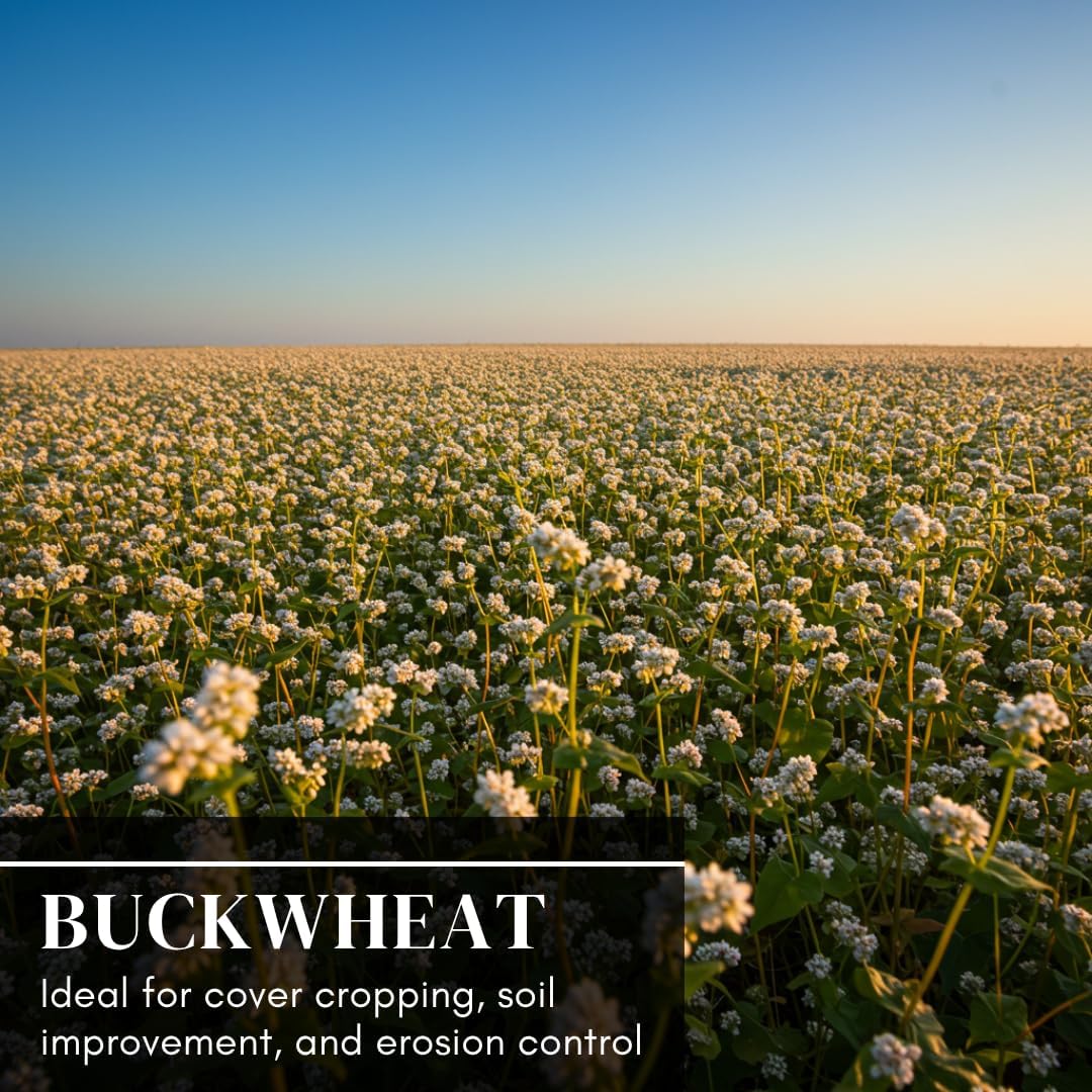 Buckwheat Seeds for Planting - Cover Crop, Grain, Bee Pasture, Pollinator, Wildlife Seed (5 Pounds)