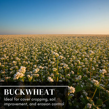 Buckwheat Seeds for Planting - Cover Crop, Grain, Bee Pasture, Pollinator, Wildlife Seed (50 Pounds)