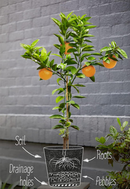 GARDENERA Citrus Tree Potting Soil Mix, Special Blend for Indoor Oranges, Lemons, Limes and More - (4 Quart Bag)