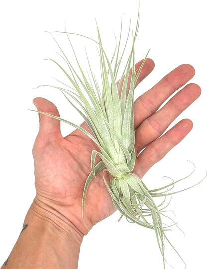 Live Air Plant - Tillandsia Gardneri 5-7” - 3ct - ragnaroc Rare Collectors Indoor Tropical Plant - Live Arrival Guaranteed - House Plants for Home Decor & Gift