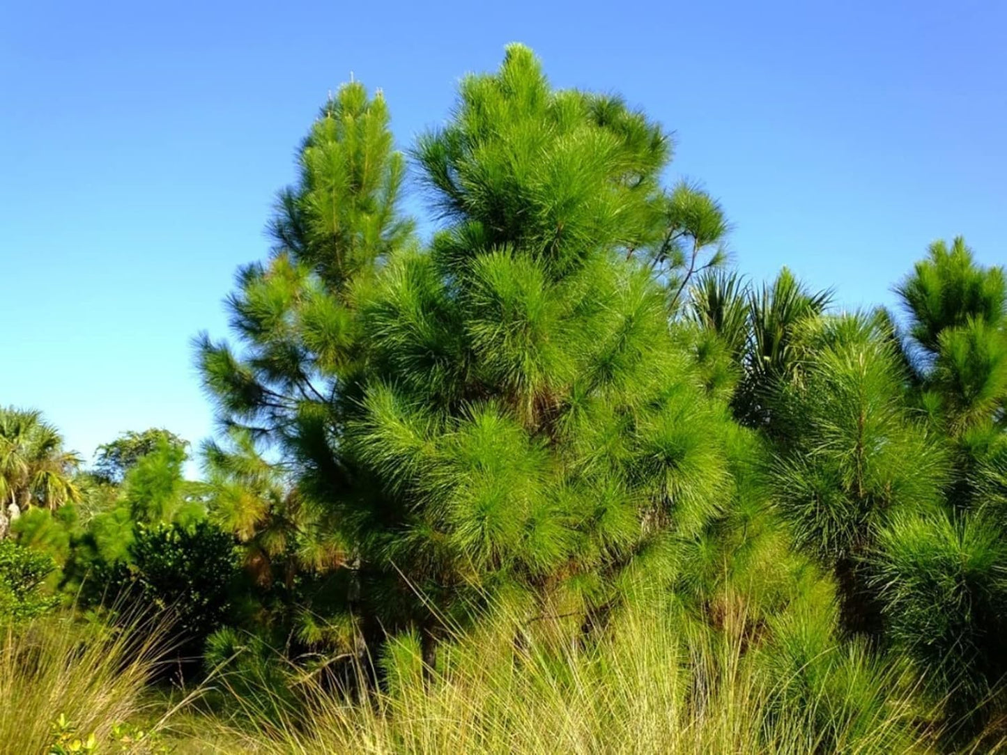 Slash Pine Tree | 40 Live Plants | Pinus Elliottii | Fast Growing Stately Shade Tree