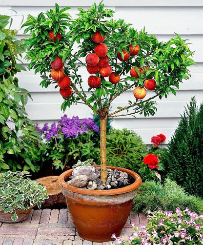 Gardenera Premium Peach Potting Soil Mix - Optimal Nutrient-Rich Blend for Thriving and Juicy Peaches - 10 Quart