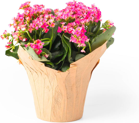 4.5” Plant Pot Covers, Decorative Plant Sleeve for Indoor House Plants, Reusable and Gift-Ready for Potted Flowers, Natural Kraft, Pack of 5