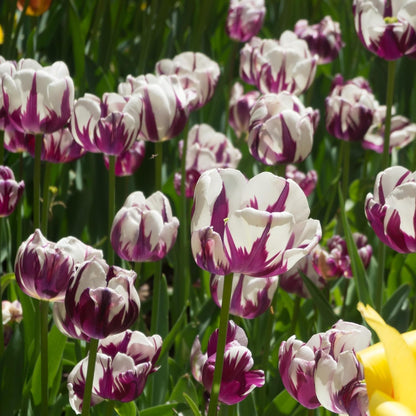 Blueberry Swirl Tulip Flower Bulbs - Vibrant Color with Beautiful Blooms - Includes 10 Flower Bulbs