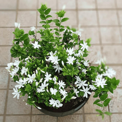 Jasmine Plant, Fragrant Jasmine Flower Vine 4-8 Inches Well Rooted for Container, Hanging Basket Growing (White)