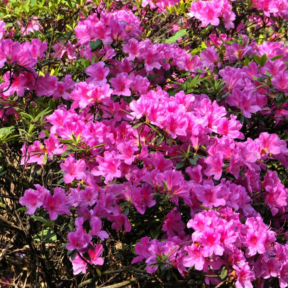 Rhododendrons Plant Live, Pink Rhododendron Shrub, Large Flowering Tree 1 Gallon Potted for Gardening