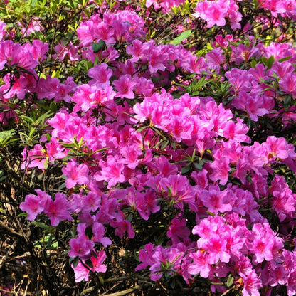 Rhododendrons Plant Live, Pink Rhododendron Shrub, Large Flowering Tree 1 Gallon Potted for Gardening