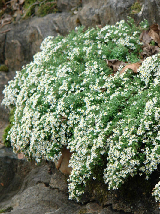 Perennial Farm Aster Ericoides ‘Snow Flurry’ (White Heath Aster) – Live Perennial in #1 Container, Low-Growing White Daisy-Like Blooms, Compact Groundcover, Great for Edging & Pollinator Gardens