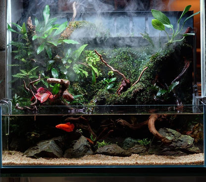 SubstrateSource Anubias Live Aquarium Plants - Potted Freshwater Plant for Fish Tanks, Terrariums - Beginner Friendly Low Light (Congensis, 3 Pots)