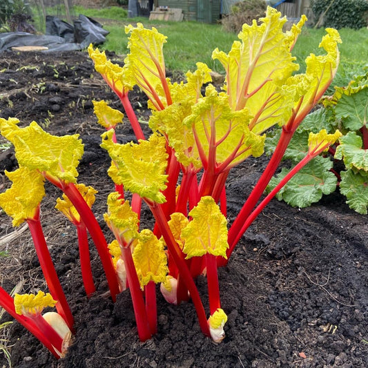 2 Rhubarb Plants for Planting, Red Rhubarb Root Plant, Size 3 to 6 Inch, Perennial Hardy Vegetable Plants for Planting Outdoors