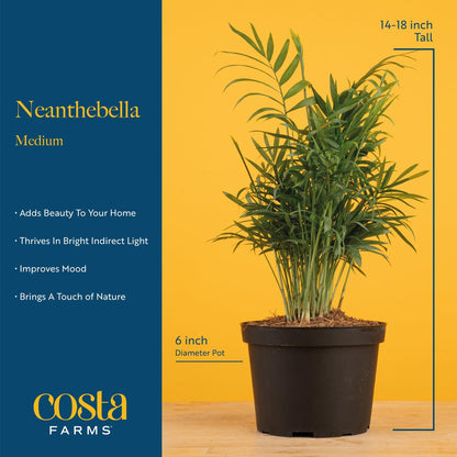 Costa Farms Parlor Palm, Neanthebella Tropical Live Plant, Easy to Grow Palm Houseplant Potted in Décor Plant Pot, Unique Plant Lover Gift, Living Room Home and Office Décor, 1 Foot Tall