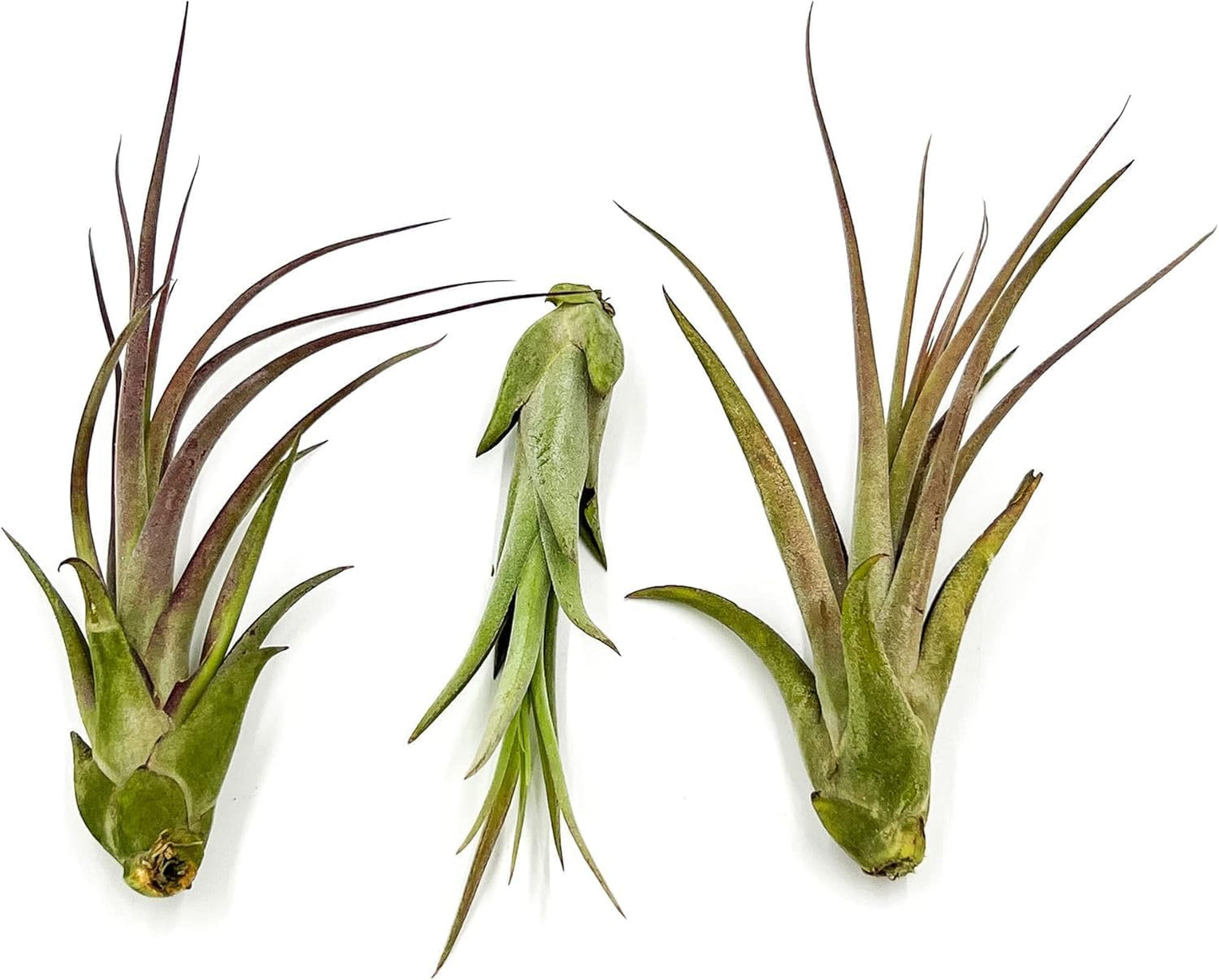 ragnaroc Live Air Plant – Tillandsia Capiput, Jumbo 6-9” - 2 ct - Live Arrival Guaranteed - House Plants for Home Decor & Gift