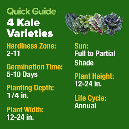 HOME GROWN 𝗨𝗦𝗔 𝗣𝗥𝗘𝗠𝗜𝗨𝗠 Heirloom Vegetable Seeds 𝗡𝗢𝗡-𝗚𝗠𝗢 Vegetable Seeds for Planting Home Garden, Beans, Carrots, Peppers, Cucumber, Kale, Pepper Seeds, Tomato (4 Kale)