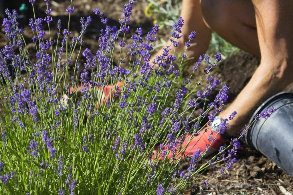 Premium Lavender Potting Soil by Gardenera - Unlock The Full Potential of Your Lavender Plants - 5 QUARTS