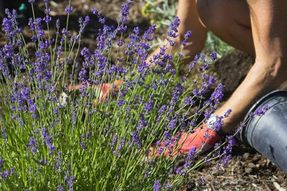 Gardenera Lavender Planting Mix - Promote Healthy Root Development and Aromatic Flowers - 4 QUARTS
