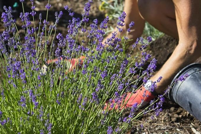 Lavender Potting Soil - Support The Resilience and Growth of Your Plants - 5 QUARTS