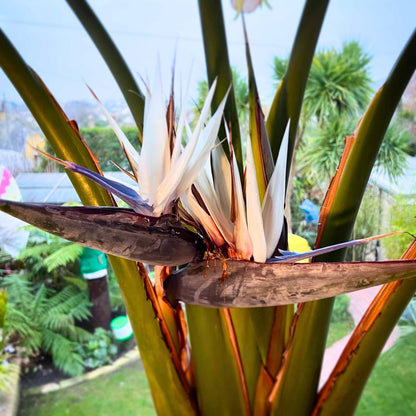 White Bird of Paradise Plant Live Houseplant, 5-12 Inch Tall, Ornamental Strelitzia Reginae Live Plant for Indoor Outdoor