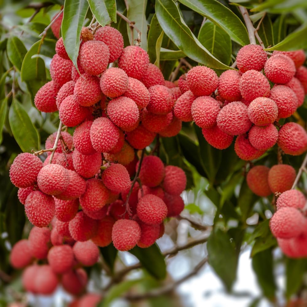 Lychee Tree Live Plant, 3 Gallon Pot, Grafted Lychee Tree, 3-4 Ft Tall Tropical Sweet Litchi Fruits Plant, No Ship to CA