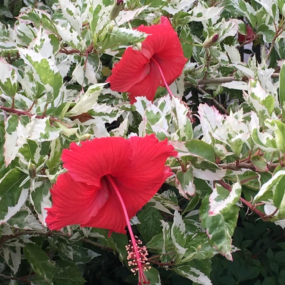 2 Hibiscus Live Plants, Clump 8-12” Tall, Hardy Hibiscus Plants Live, Hibiscus Trees Flowering Shrub (Snow Queen Hibiscus)