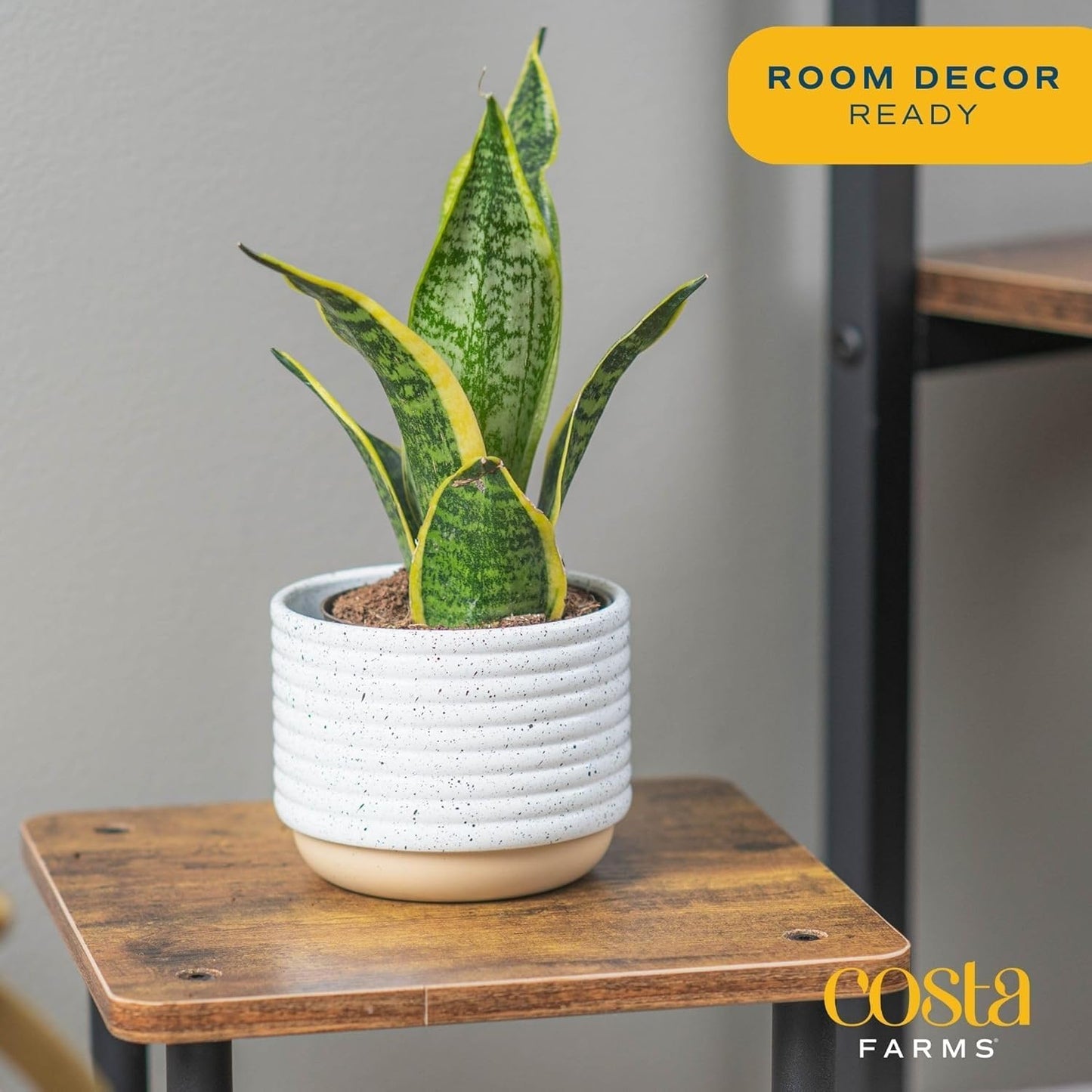 Costa Farms Live Snake Plant | Easy to Grow Indoor or Outdoor Sansevieria Houseplant | 8-Inches Tall | Potted in Plant Pots | Succulent Plant Perfect for Office and Home Decor