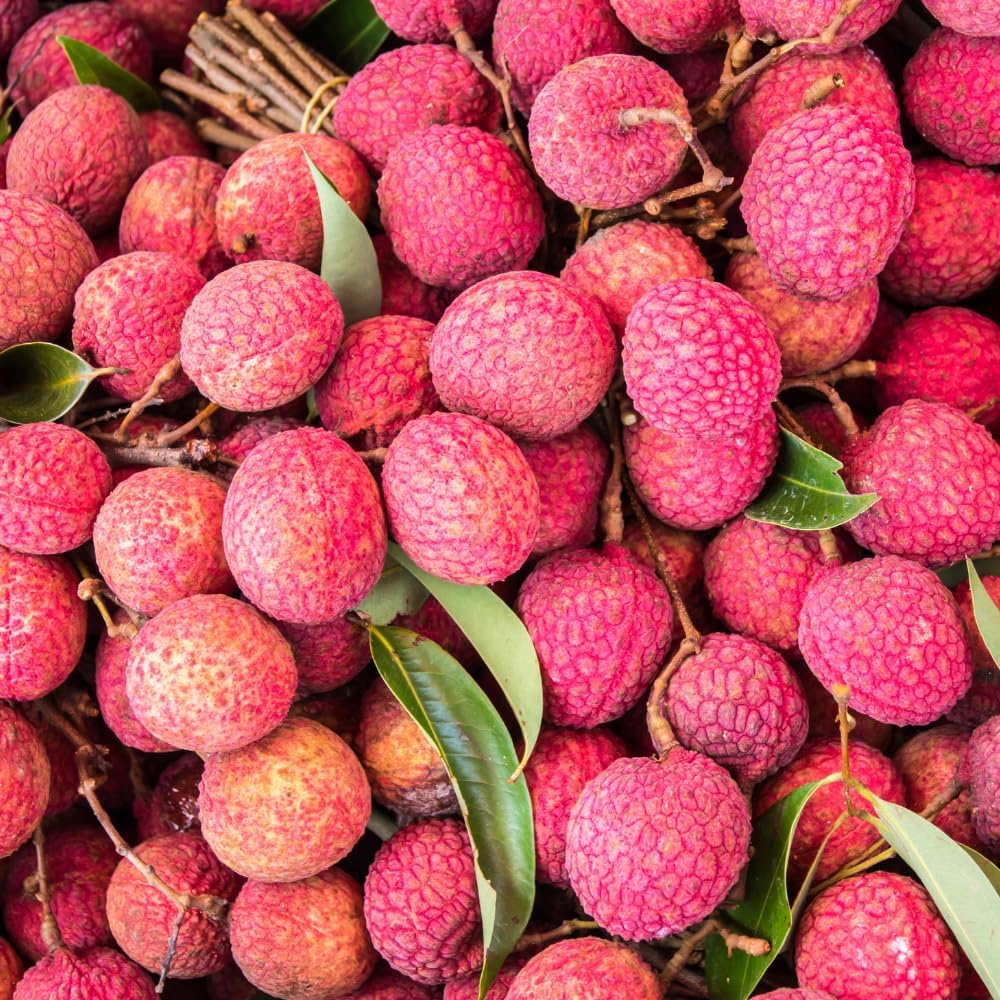 Lychee Tree Live Plant, 3 Gallon Pot, Grafted Lychee Tree, 3-4 Ft Tall Tropical Sweet Litchi Fruits Plant, No Ship to CA