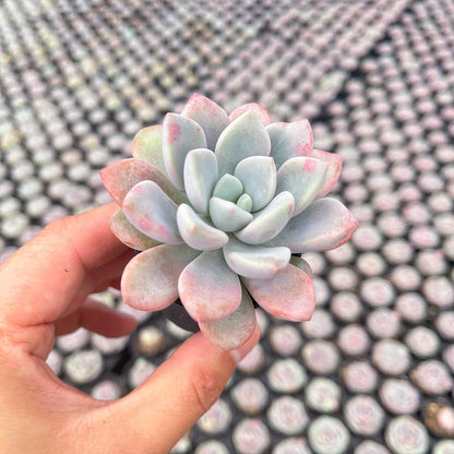 Live Succulent Echeveria 'Mottled Deer', Approx 2-inch Large, Potted Succulents, Fully Rooted, Easy Care House Plants