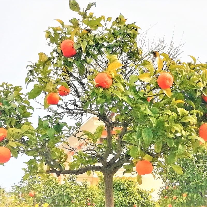 Mandarin Sweet Orange Tree, Murcott Tangerine Tree, Tangerine Tree 2 Feet Height in Pot, Tangerine Tree Live Plant, Live Tangerine Tree Plant No Ship to CA